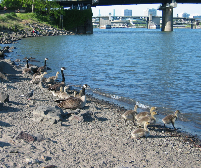 beach with Canada Goose goslings