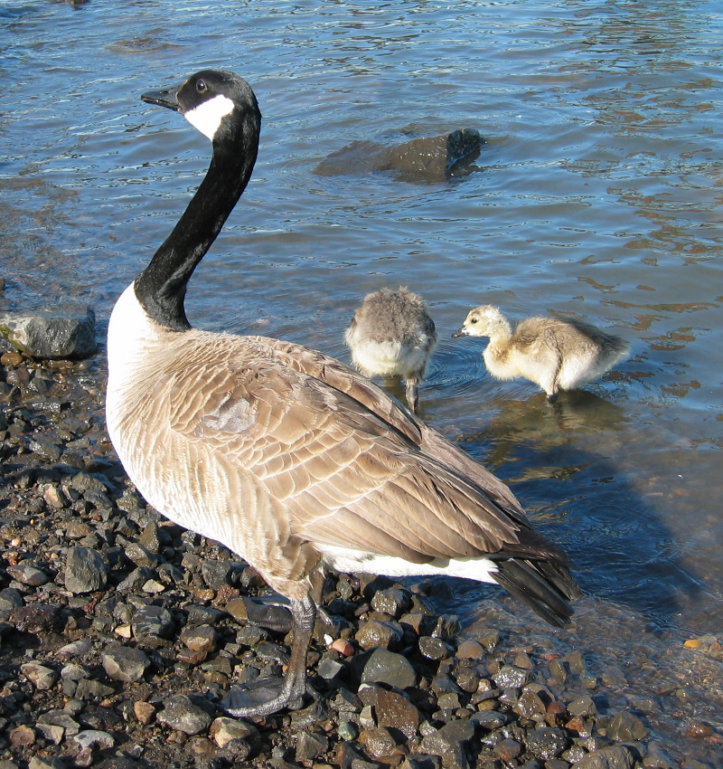 Canada Geese family