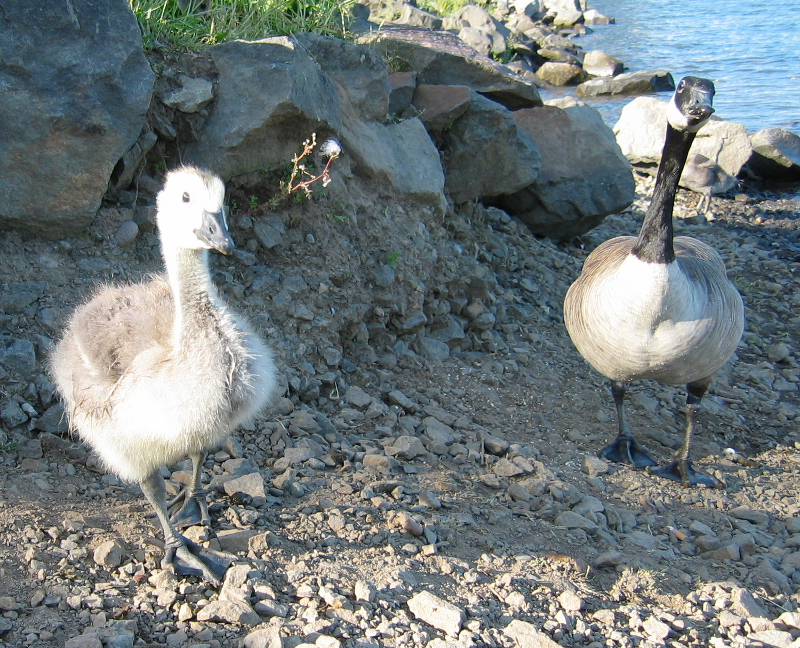 Canada Geese family
