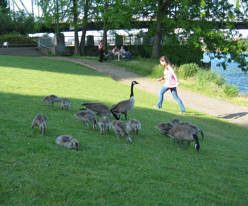 Geese and Girl