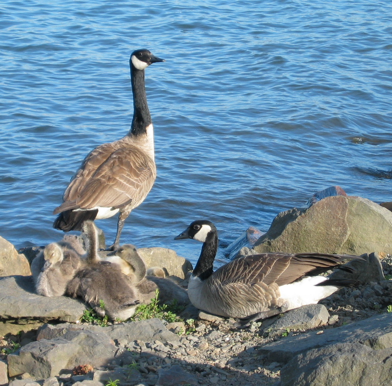 Canada Goose browsing