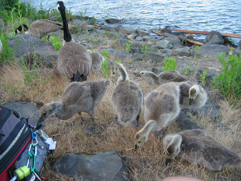 Canada Goose gosling