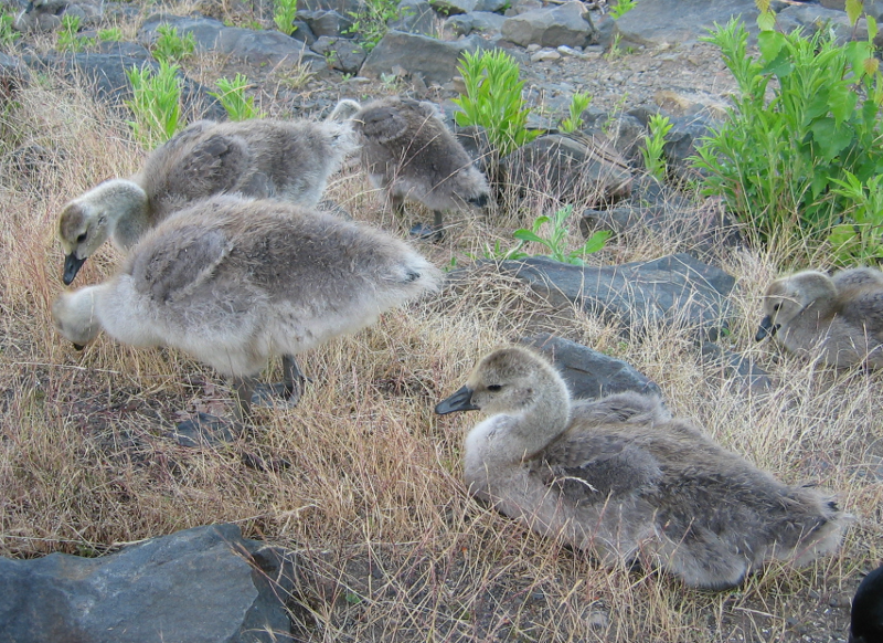 Canada Geese family