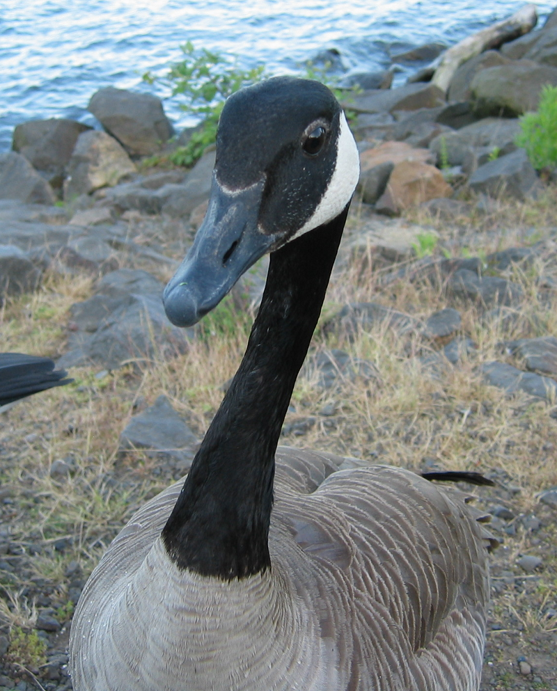 Canada Geese portrait