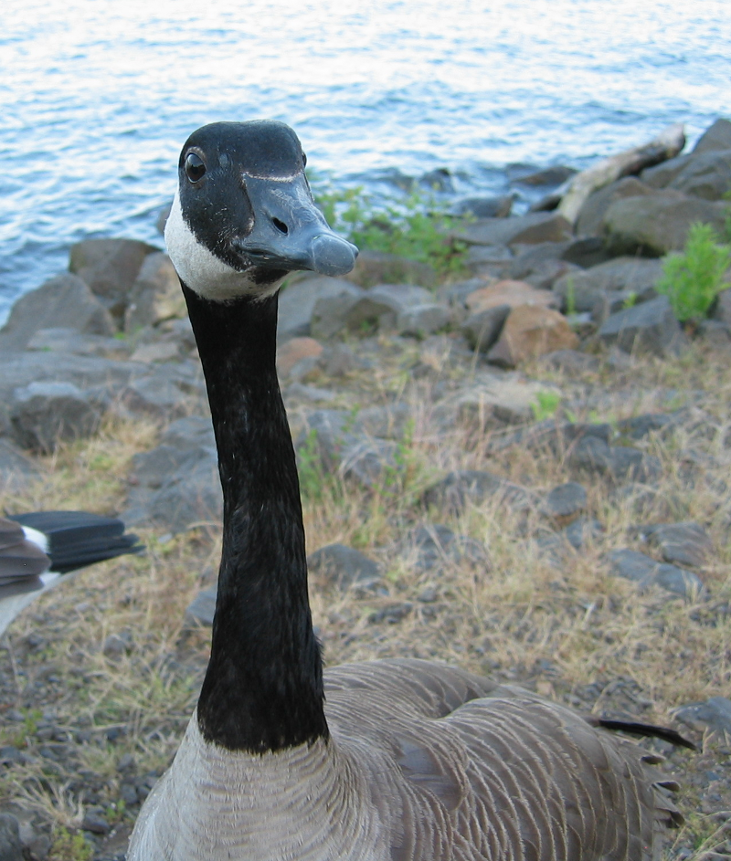 Canada Geese portrait