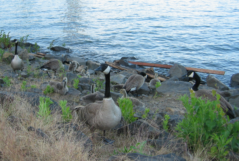 Canada Goose families, looking for munchies
