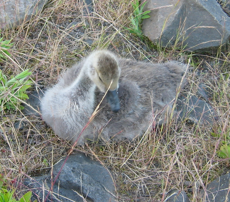 Canada Goose gosling