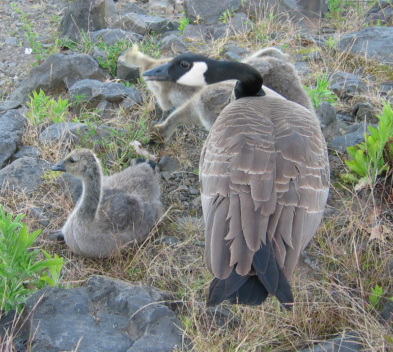 Canada Goose mama and babies