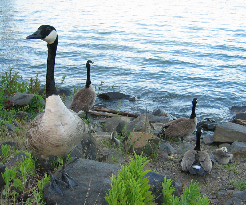 Canada Geese family