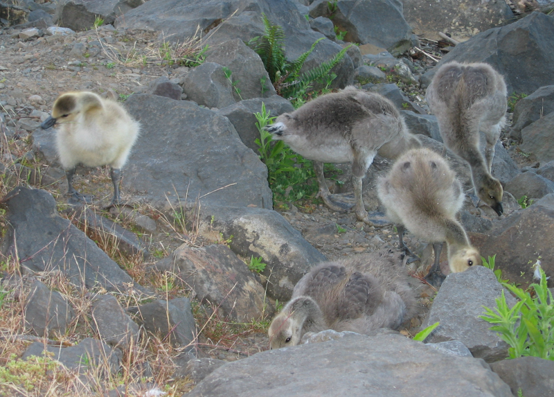 Canada Goose goslings