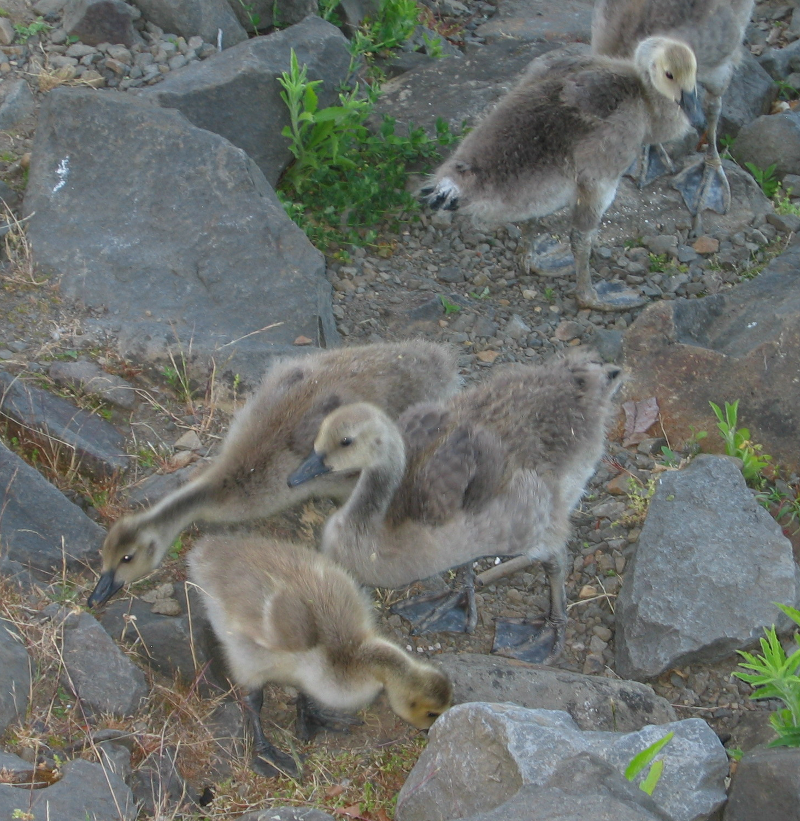 Canada Goose goslings