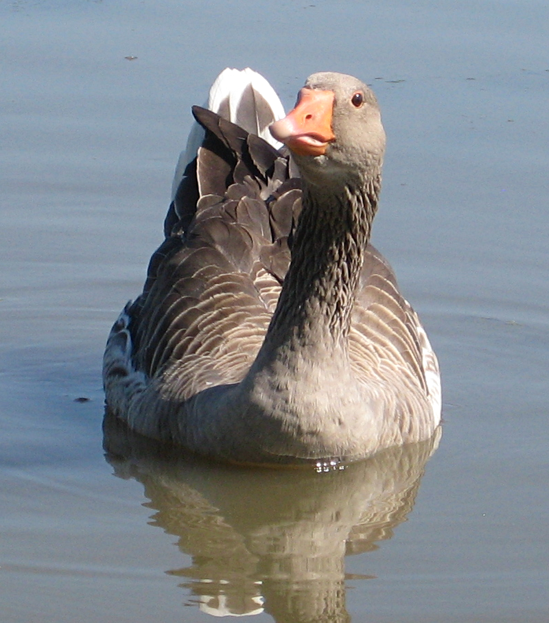 Gus the Greylag Goose