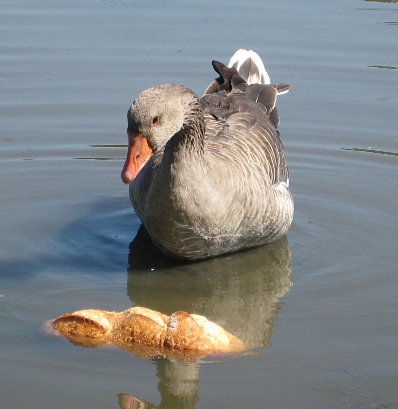 Gus the Greylag Goose