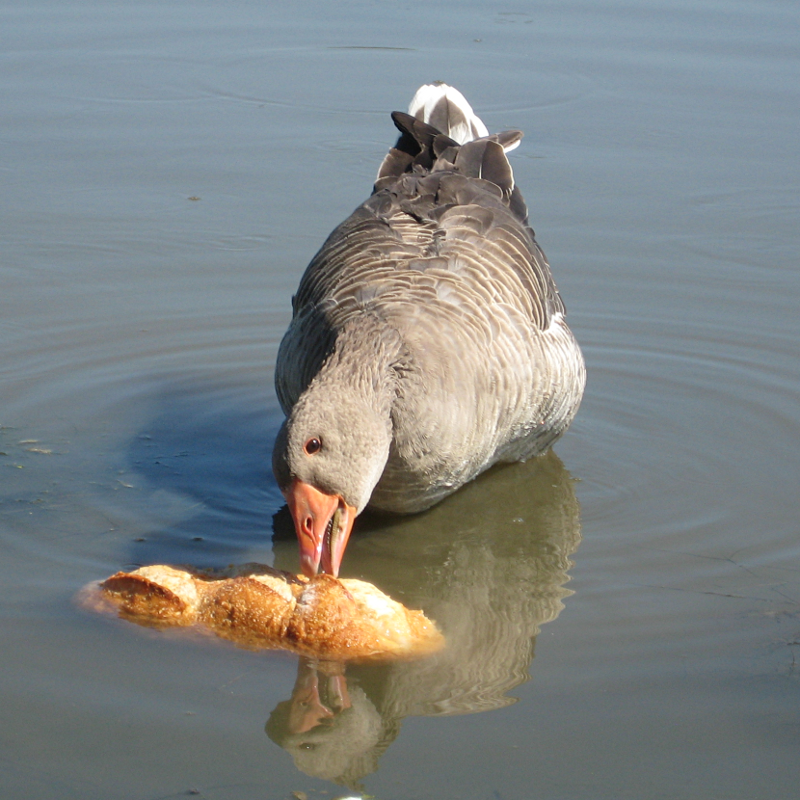 Gus the Greylag Goose