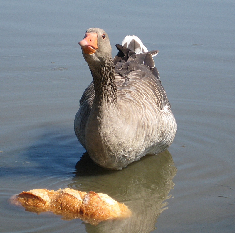 Gus the Greylag Goose