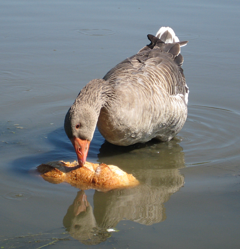 Gus the Greylag Goose