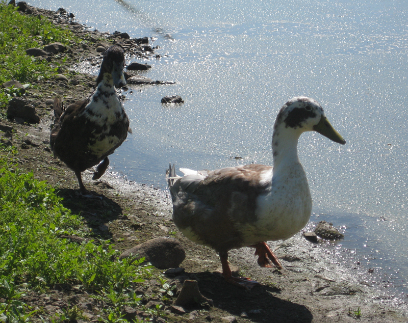 Mongrel Ducks