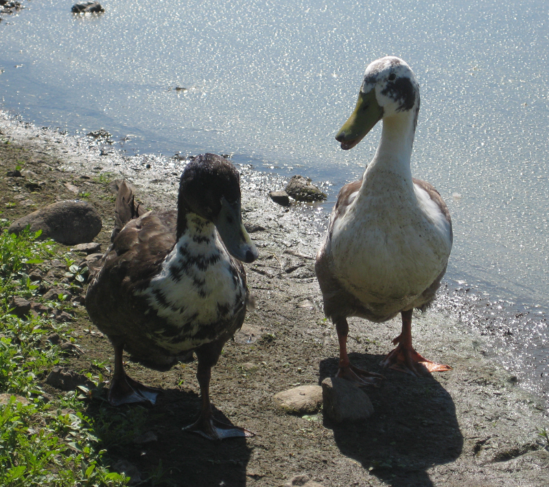 Mongrel Ducks