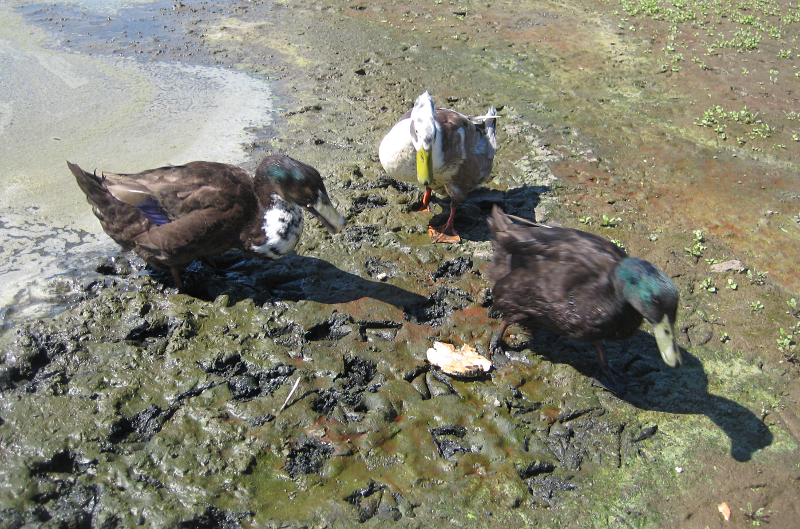 Mongrel Ducks