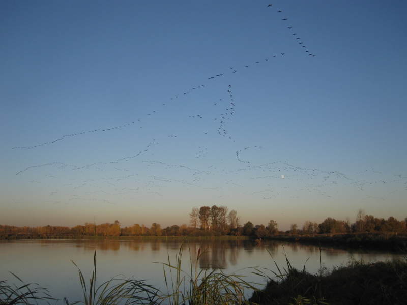 Canada Goose gosling