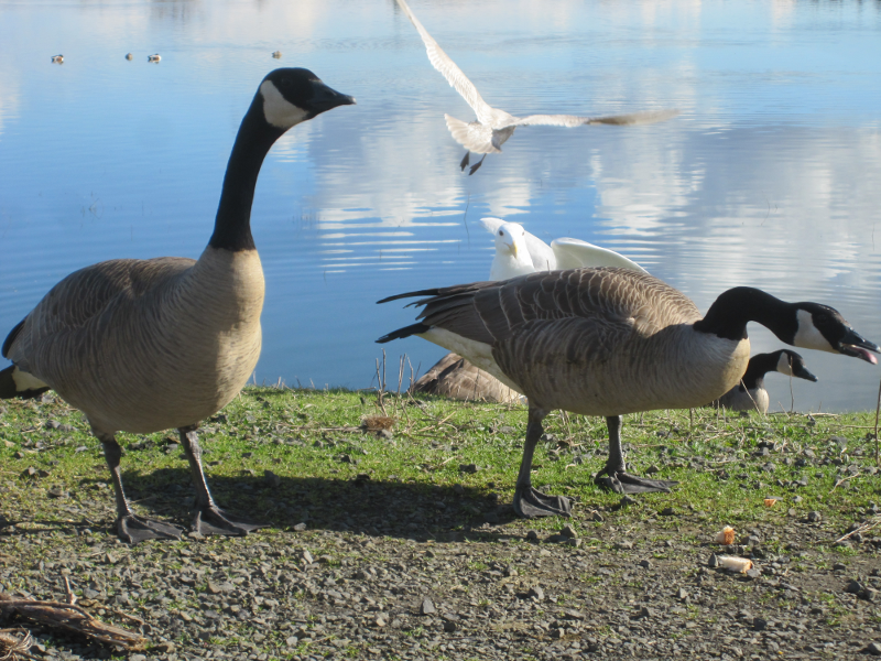 Canada Goose goslings