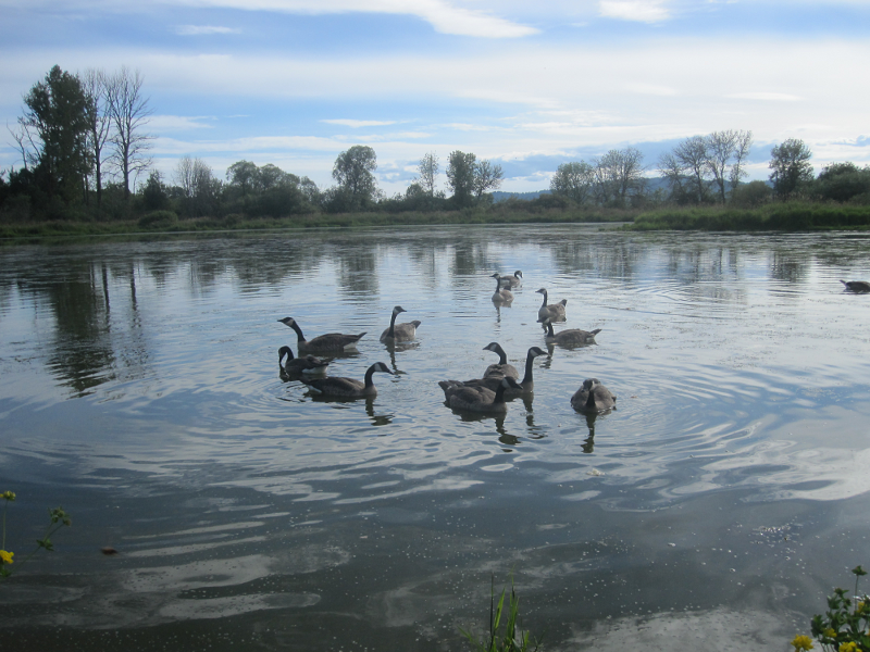 Canada Goose goslings