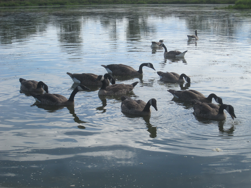 Canada Goose goslings