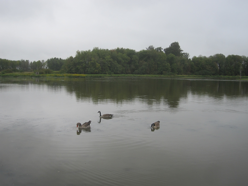 Canada Goose goslings