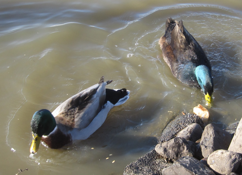 Mongrel+Mallard Drakes