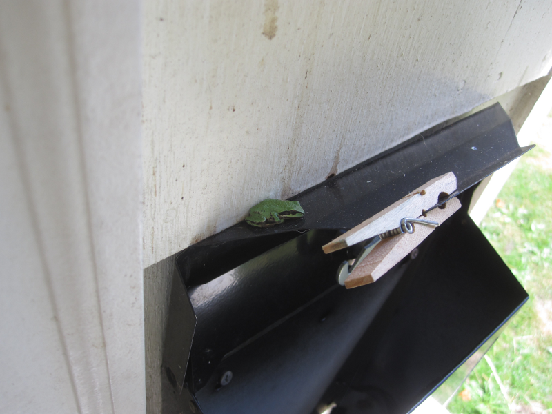 Tree Frog