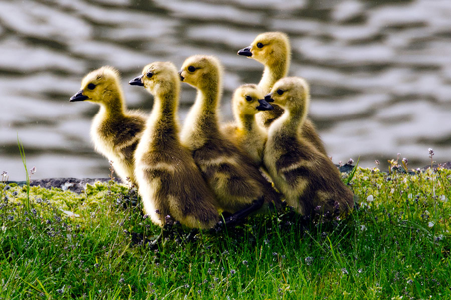 goslings