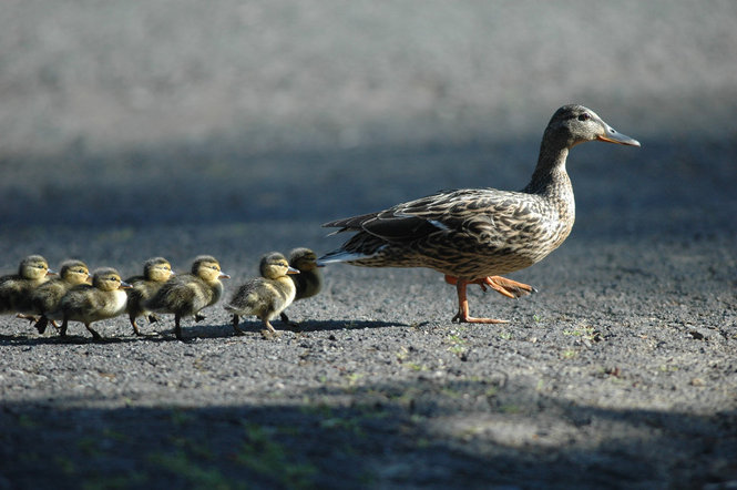 Mother Duck + ducklings