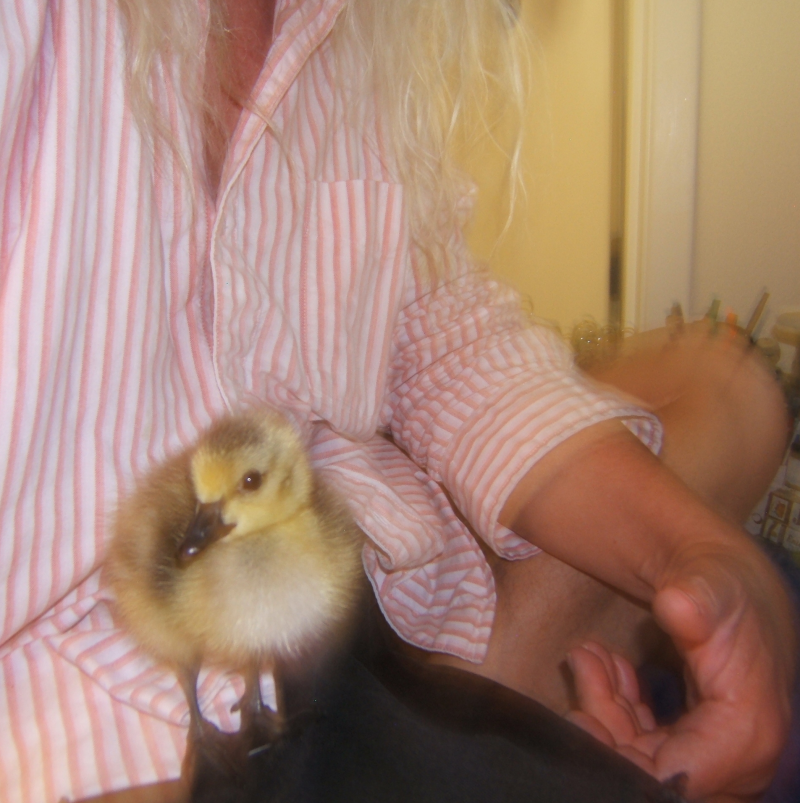Canada Goose gosling standing in lap