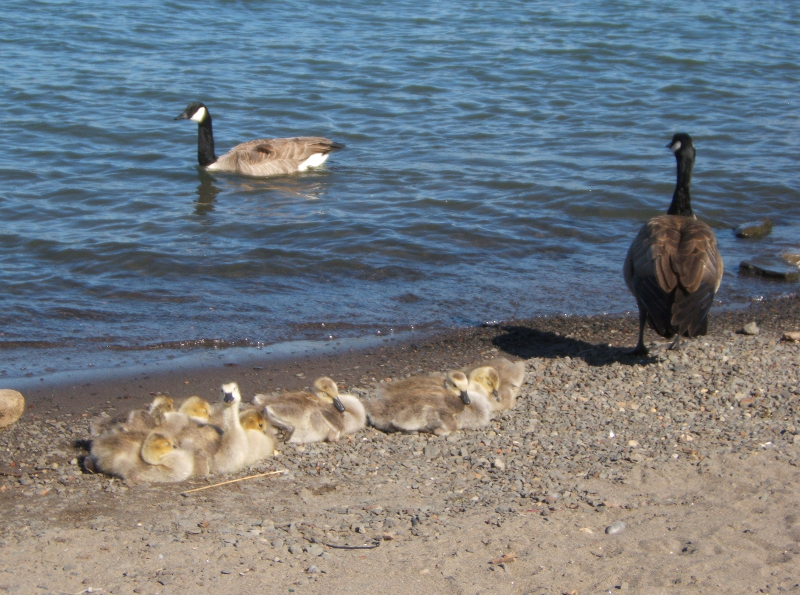 Canada Goose goslings