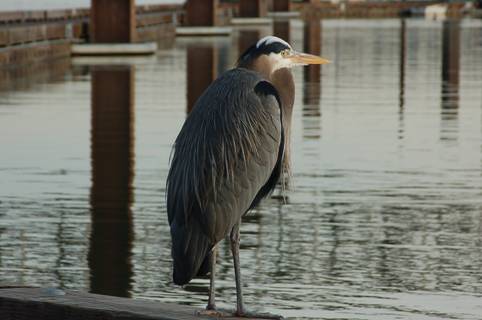 Beethoven the Great Blue Heron