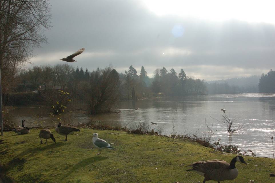 Geese at Milwaukee waterfront