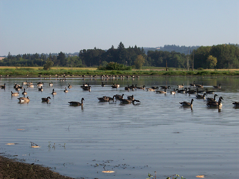 Pondscape with Canada Geese