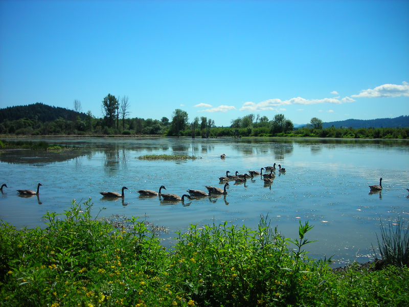 Canada Goose goslings