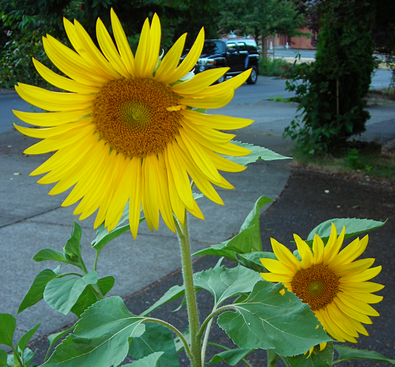 Sunflowers