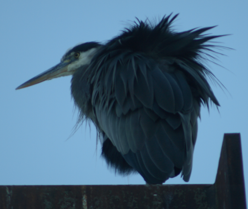 Beethoven the Great Blue Heron