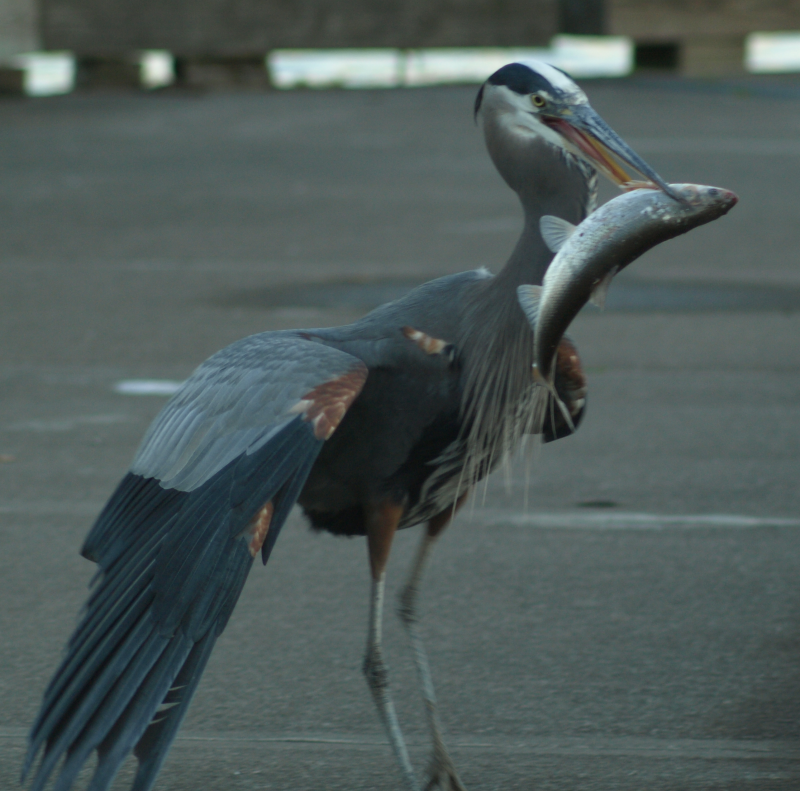 Beethoven the Great Blue Heron with a fish