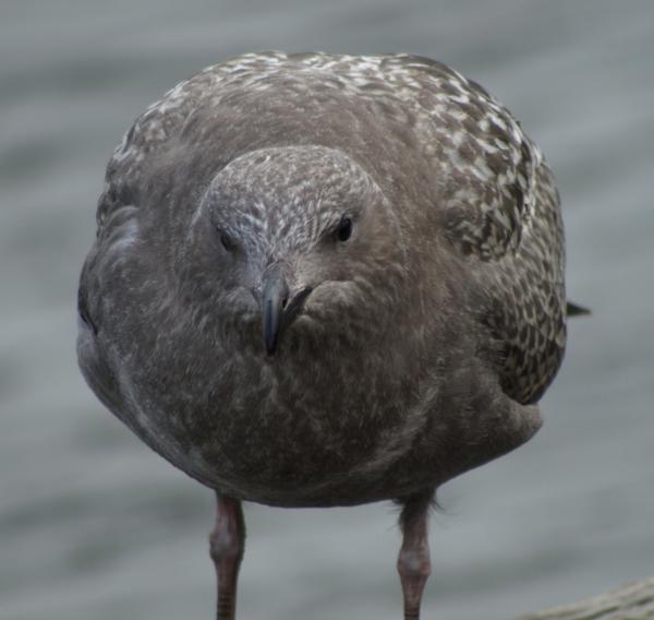 juvenile California Gull