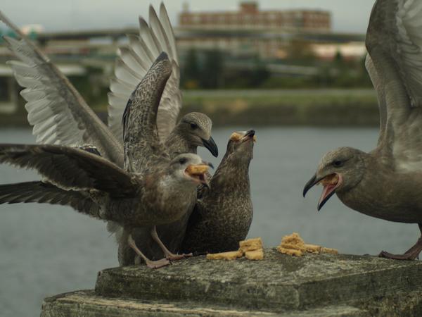 juvenile California Gulls