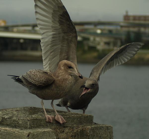 juvenile California Gulls