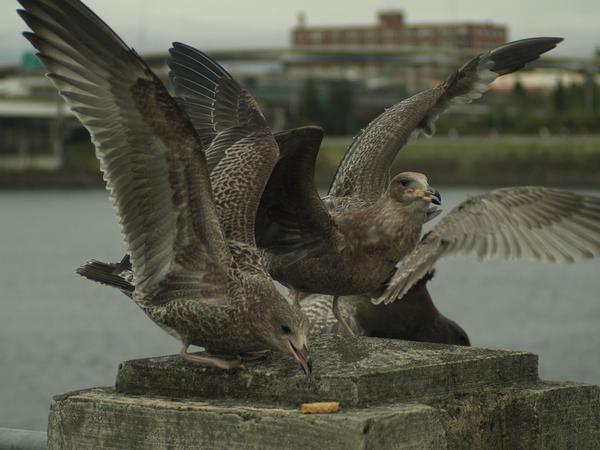 juvenile California Gulls