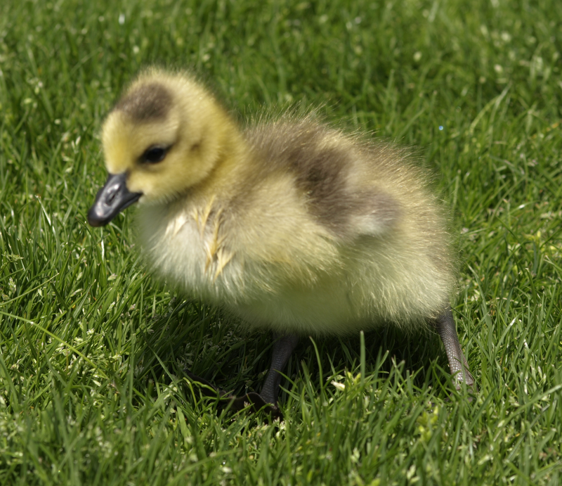 Canada Goose gosling