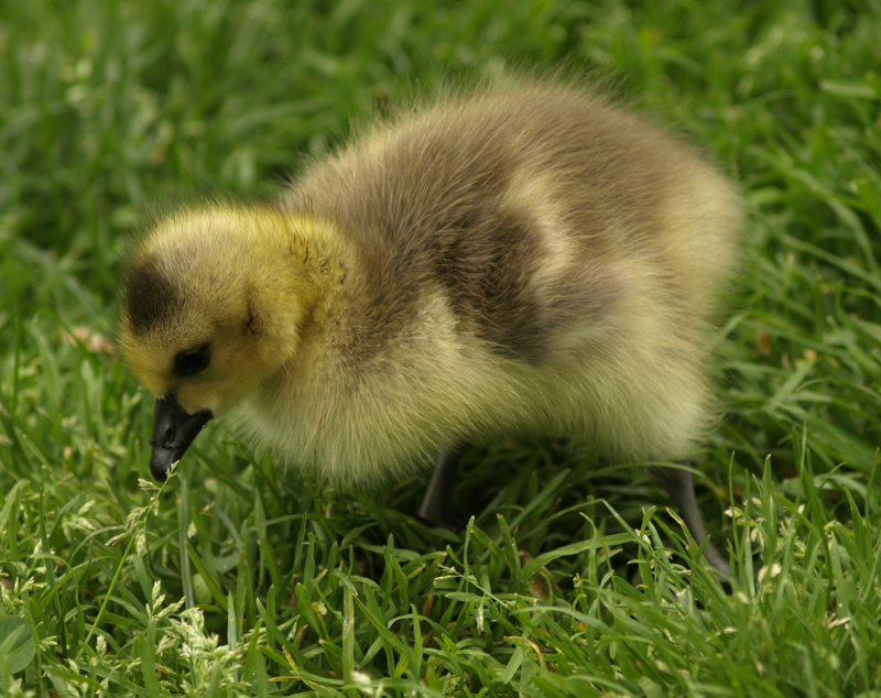 Canada Goose gosling