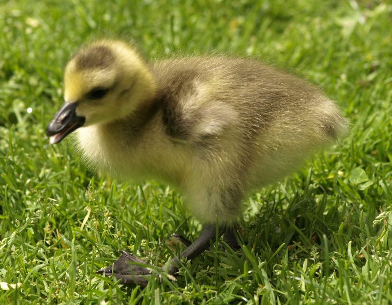 Canada Goose gosling