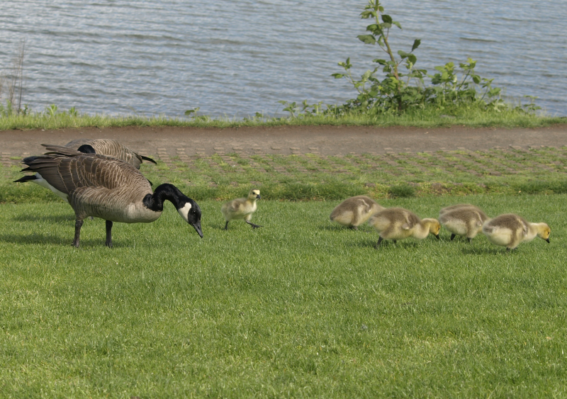 Canada Geese goslings