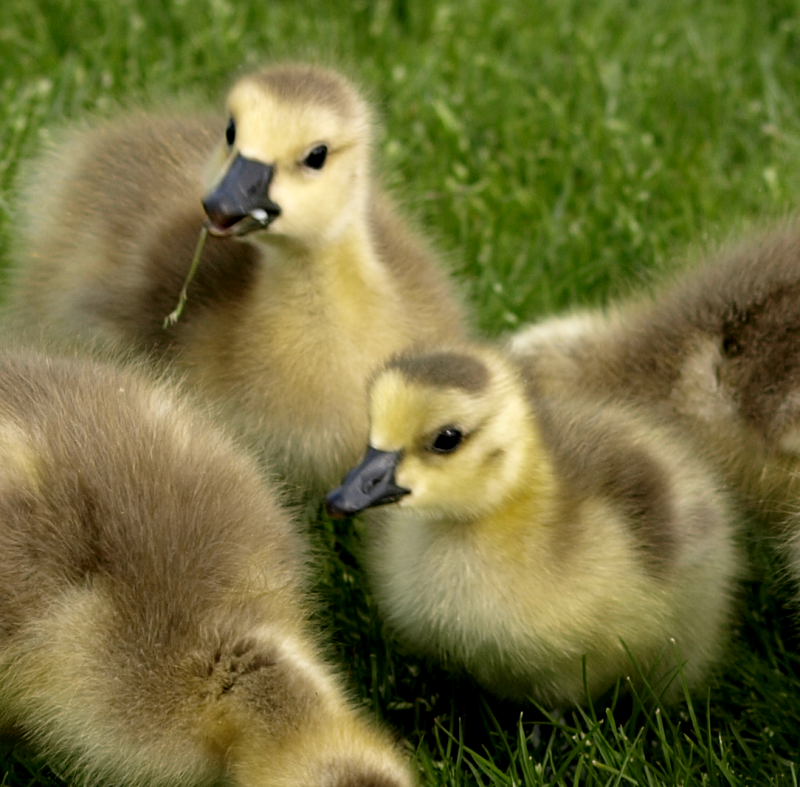 Canada Goose goslings